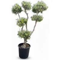 Sunny-Tree Olivenbaum Olea Europaea Pompon  20 Jahre Alt 220 cm Hoch  Winterhart und Kugelförmig