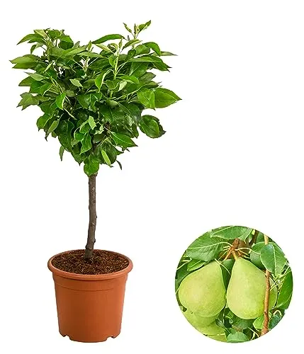 Dehner Zwergbirne Luisa, saftige Früchte für Ihren Garten - Obstbaum mit ca. 80-90 cm Höhe, ideal für sonnige bis halbschattige Standorte. Genießen Sie die süßen Früchte und gestalten Sie Ihren Garten nachhaltig!