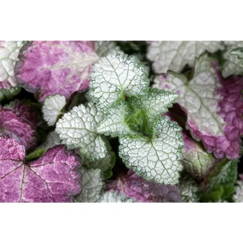 Lamium maculatum 'White Nancy' - Gefleckte Garten-Taubnessel 'White Nancy' - 9cm Topf
