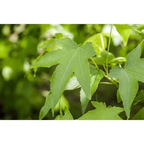 Liquidambar Styraciflua Slender Silhouette Amberbaum 80–100 cm
