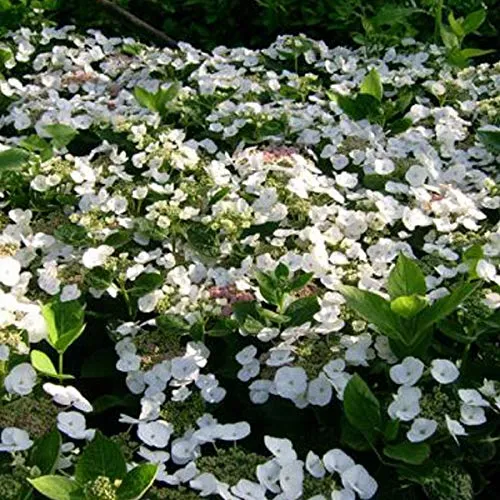 Tellerhortensie 'Teller White' - Weiße Blütenpracht für Garten und Terrasse - Die Tellerhortensie 'Teller White' begeistert mit ihren flachen, weißen Blütenständen. Ideal für Gruppenpflanzungen und Terrassen, bringt sie Farbe und Eleganz in jeden Außenbereich.