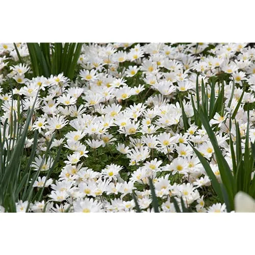 Anemone blanda 'White Splendour' - Garten-Strahlen-Windröschen 'White Splendour' - 9cm Topf