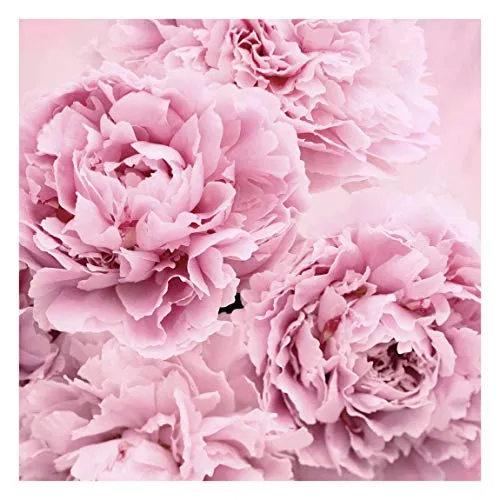 Bilderwelten Blumen Fototapete Landhaus inkl. Kleister 240x240cm - Vliestapete Made in Germany - große Blumen Tapete Schlafzimmer - Rosen Blumentapete 3D - Tapete Blumen Wohnzimmer Flur T_3249