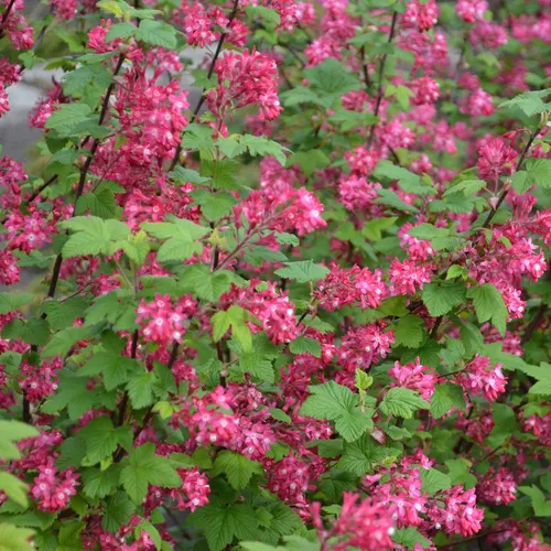 Blut-Johannisbeere 2L - Zierstrauch - Dicht verzweigter Zierstrauch mit rosaroten Blüten und attraktiven Früchten. Ideal für Garten und Landschaftsgestaltung, zieht Vögel an und bietet eine schöne Farbnote.