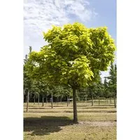 Catalpa Bignonioides Trompetenbaum 40–60 cm Ca. 12 cm Topf