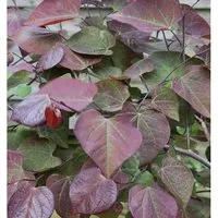 Kanadischer Judasbaum Ruby Falls 100-125cm- Cercis canadensis