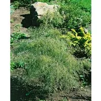 Betula Pendula Karaca Hängebirke 30–40 cm - Die Hängebirke ‘Karaca’ vereint elegante Hängeform und zierende, goldgelbe Kätzchen. Ideal für kleine Gärten, bietet sie lichtdurchlässigen Schatten und einen ganzjährigen Blickfang durch ihre helle Rinde.