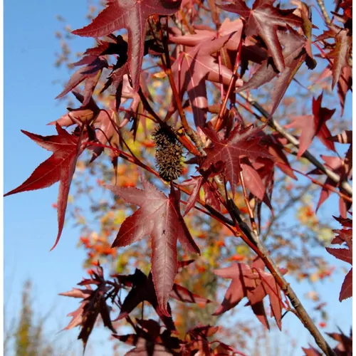 Amerikanischer Amberbaum Stared 100-125cm - Liquidambar styraciflua