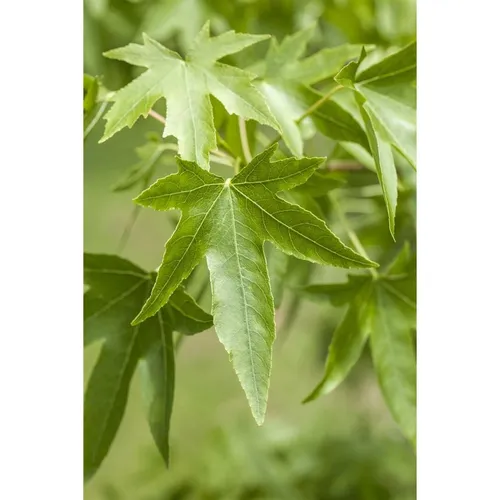 Liquidambar Styraciflua Amberbaum 150–175 cm