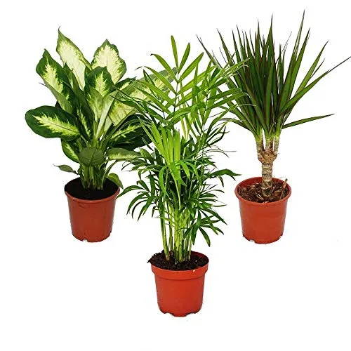 Exotenherz -Zimmerpflanzen-Set Dieffenbachia Chamaedorrea elegans- Dracaena marginata 3 Pflanzen pflegeleicht luftreinigend 12cm Topf