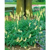 Digitalis Grandiflora Großblütiger Fingerhut Ca. 9x9 cm Topf