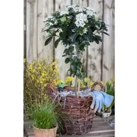 Viburnum tinus - Lorbeer-Schneeball, immergrün mit weißen Blüten - Immergrüner Strauch mit zarten weißen Blüten, ideal für pflegeleichte Hecken und Sichtschutz. Winterhart bis -10 °C, perfekt für gemäßigte Klimazonen.