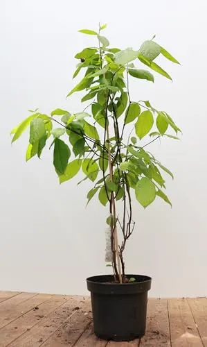 Calycanthus floridus - Duftender Gewürzstrauch mit rotbraunen Blüten - Duftende, dunkelrote Blüten, die Bienen und Schmetterlinge anziehen. Pflegeleichter, winterharter Strauch, ideal für Rabatten und halbschattige Standorte.