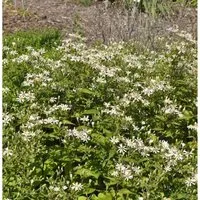 Waldaster Eastern Star - Aster divaricatus