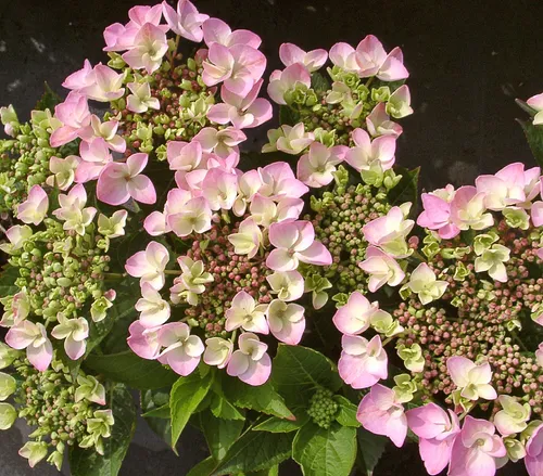 Dehner Teller-Hortensie, üppige rosa Blüten, ca. 30-40 cm, 21 cm Topf, Zierstrauch