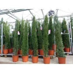 10x Mittelmeerzypresse 200 cm - Extra buschige Toskana Zypressen - Erleben Sie die Schönheit von 10 besonders buschigen Toskana Zypressen (Cupressus sempervirens), ideal für Ihren Garten. Winterhart und pflegeleicht, setzen sie eindrucksvolle Akzente in jedem Außenbereich.