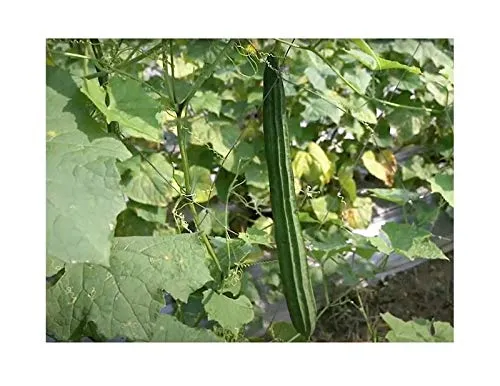 Stk - 5x Flügelgurke Luffa acutangula Thai Gemüse Pflanzen - Samen A239 - Seeds & Plants Shop by Ipsa