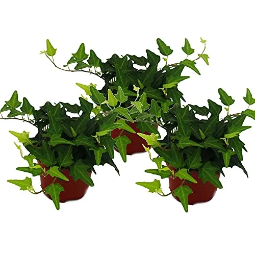 Hedera helix, 3er Set, Efeu, grünlaubig 9cm Topf