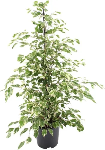 Meergroothandel Ficus Benjamina Dämmerung - 95 cm, Ø 21 cm