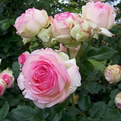 Strauchrose „Eden Rose®“ - Hellrosa Topfrose im 6 L Topf - Rosensamen & -pflanzen, bezaubernde hellrosa Blüten von Juni bis Oktober, ideal für sonnige Standorte im Garten oder auf dem Balkon.