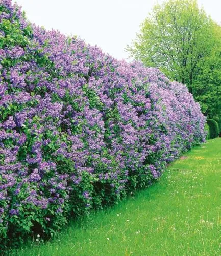 BALDUR Garten Flieder-Hecke, Edelflieder Fliedertraum für Sichtschutz - Wunderschöne Flieder-Hecke in 9x9 cm-Topf, ideal für sonnige bis halbschattige Standorte. Blüht von Mai bis Juni und sorgt für eine blühende Sichtschutz-Gestaltung mit geringem Pflegeaufwand.