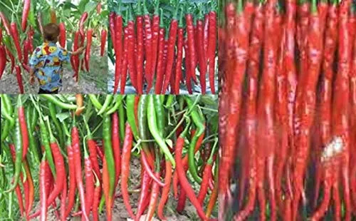Stk - 25x Riesen Chili Capsicum a. Rarität Gemüse Pflanzen - Samen A27 - Seeds & Plants Shop by Ipsa