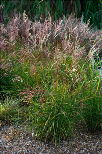 Stauden Gänge 1 x Miscanthus sinensis 'China' im 1 Liter Topf - Rotes Chinaschilf - Struktur und Größe, die beeindrucken - Winterhart - Mehrjährig