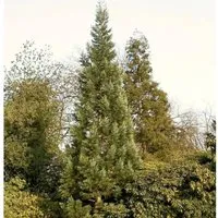 Blauer Kalifornischer Mammutbaum 80-100cm - Sequoiadendron giganteum
