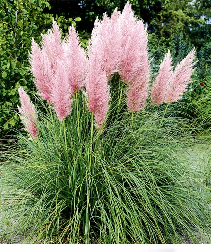 BALDUR Garten Rosa Pampasgras - Pflegeleichte Ziergras-Pflanze - Gräsersamen & -pflanzen: Winterhart, mehrjährig und blühend, ideal für sonnige bis halbschattige Standorte mit geringem Wasserbedarf.