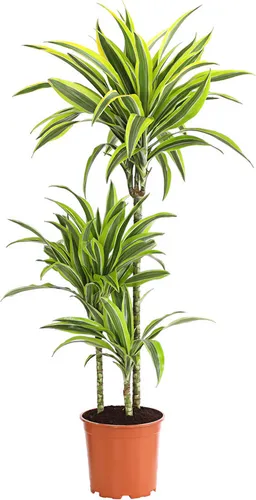 Dehner Drachenbaum Lemon Lime, 110-120 cm, Zimmerpflanze - Pflegeleichte Zimmerpflanze mit auffälligem, dreifarbigen Blattwerk für ein grünes Ambiente. Ideal für hellere Standorte, bringt frisches Leben in jeden Raum.