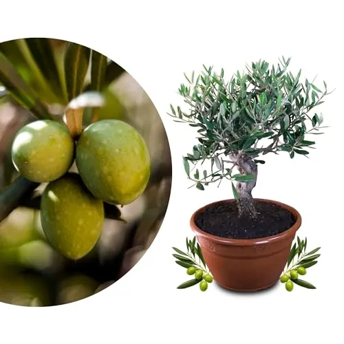 Meine Orangerie Olivenbaum Bonsai Mezzo - Echte Olive für Terrasse - ECHTES OLIVENBÄUMCHEN - Bringt mediterranes Flair in Ihren Garten. Pflegeleicht und robust, ideal für sonnige Plätze. Hält leichte Fröste bis -5 Grad aus und verleiht Ihrer Terrasse ein besonderes Ambiente.