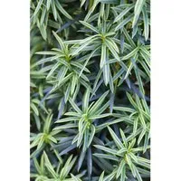 Gelbbunter Eibenbaum Taxus Baccata Fastigiata Aureomarginata 30–40 cm - Edles, immergrünes Nadelgehölz mit goldgelben Rändern. Ideal für formale Hecken und als Kübelpflanze. Bringt Farbe und Struktur in jeden Garten.