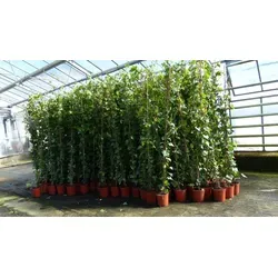 gruenwaren 8 Stück Efeu Pflanze Hedera helix 180-200 cm - Premium Efeu-Pflanzen für Hecken und Sichtschutz, winterhart und blickdicht. Ideal für Gärten und Terrassen, perfekt für eine grüne Pyramide oder Säule.