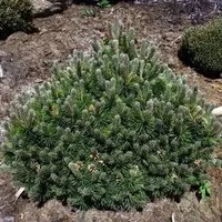 Flache Zwerg Kiefer March 20-25cm - Pinus mugo - Sträucher, winterharte und kompakte Gartenpflanze mit dichtbuschigem Wuchs, ideal für sonnige Standorte und pflegeleicht.