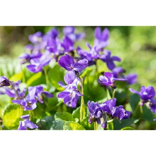 Viola odorata 'Königin Charlotte' - Garten-Duft-Veilchen 'Königin Charlotte' - 9cm Topf
