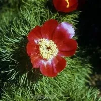 Netzblatt Pfingstrose - Paeonia tenuifolia - Stauden mit einer Wuchsgröße von 40-60 cm, die pflegeleicht ist und kaum Rückschnitt benötigt. Ideal für sonnige bis halbschattige Standorte, sorgt sie für langlebige Schönheit in Ihrem Garten.