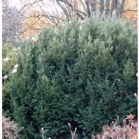 Eibe Osterberg 30-40cm - Taxus baccata