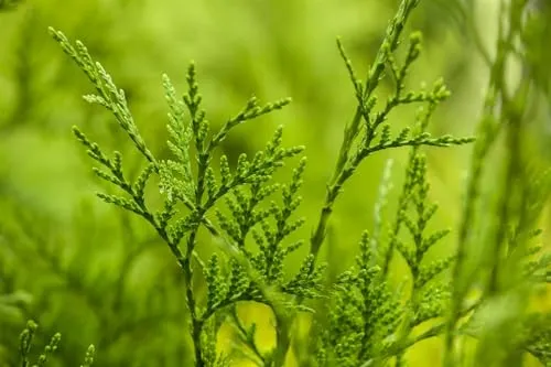 Thuja plicata 'Excelsa' – Pflegeleichter Riesen-Lebensbaum für Ihren Garten - Immergrün und robust: Die Thuja plicata 'Excelsa' ist ideal für Sichtschutz und Hecken. Schnellwachsend, schnittverträglich und frosthart – perfektes Grün das ganze Jahr!