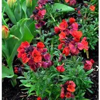 Goldlack Constant Cheer - Erysimum cheiri