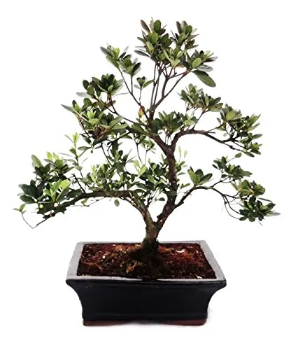 Exotenherz Bonsai Azalee 20cm - Einzigartige Zimmerpflanze - Handgefertigte Bonsai Azalee mit rosa Blütenpracht. Ideal für den Outdoor-Bereich, benötigt jedoch Frostschutz im Winter. Jedes Stück ist ein Unikat und sorgt für individuelle Akzente in Ihrem Garten.
