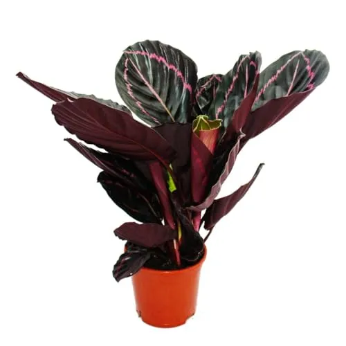 Calathea Dottie - Exotische Schattenpflanze im 12cm Topf - Dekorative Korbmarante mit einzigartigem Blattmuster. Ideal für Innenräume oder geschützte Außenbereiche. Topfgröße: 12 cm, Höhe: ca. 30 cm – bringt Farbe und Leben in Ihr Zuhause.