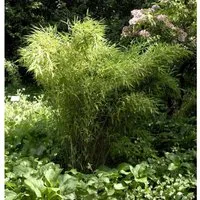 Gartenbambus Jumbo 125-150cm - Fargesia murielae