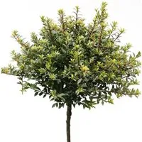 Hochstamm Löffel Ilex Glorie Dwarf 60-80cm - Ilex crenata