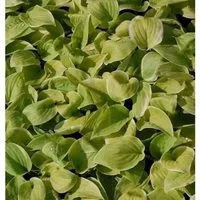 Grünblattfunkie Fragrant Bouquet - Hosta plantaginea