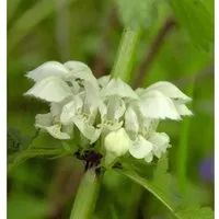 Taubnessel - Lamium album