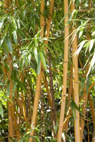 Phyllostachys vivax 'Aureocaulis' 80-100 cm - Goldrohrbambus, gelbe Halme mit grünen Streifen, ideal als Sichtschutz, winterhart, schnellwachsend