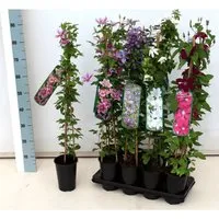 Clematis Texensis Duchess Of Edinburgh Weiß 60–100 cm