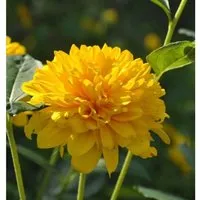 Sonnenblume Sunshine Daydream - Helianthus decapetalus