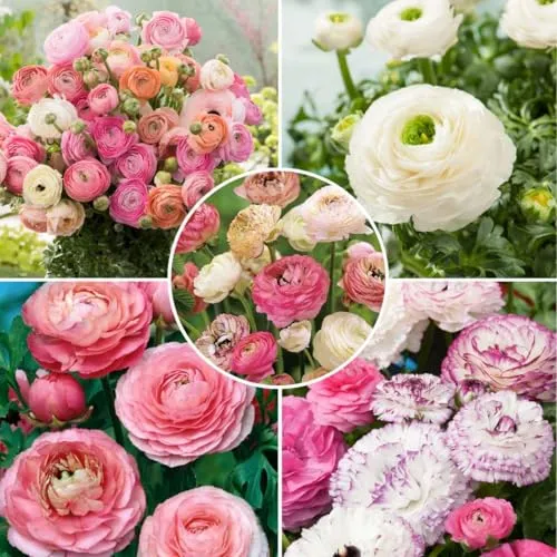Plant in a Box - Ranunkel Pastell Mix - Set mit 40 Knollen - Pastellfarbene Ranunkeln - Sommerblühende Blumen für Garten