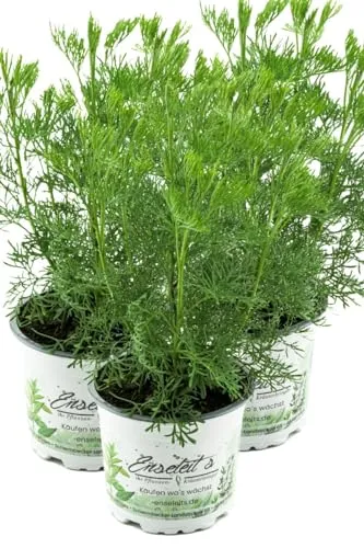 3er Set Cola-Strauch, Cola-Kraut im Topf, Artemisia abrotanum var. Maritima, frische Cola Pflanze direkt aus der Gärtnerei Enseleit